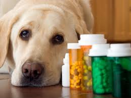 Resultado de imagem para venda fracionada de medicamento veterinário