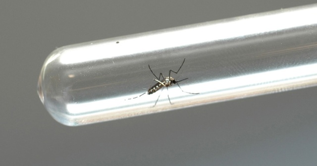 Aedes aegypti zica