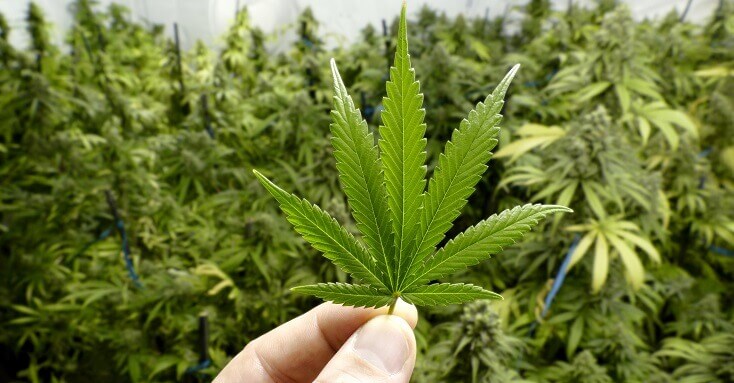 cannabis-medicinal-plantio-anvisa.jpg?profile=RESIZE_710x