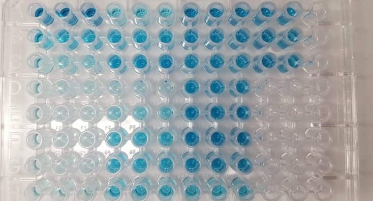 elisa coronavirus