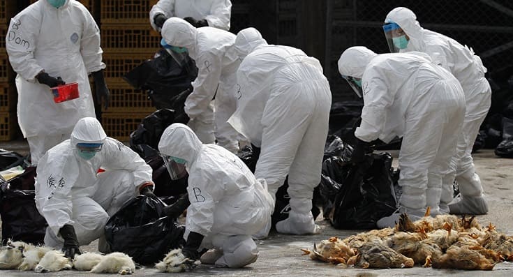 Filipinas registra casos de H5N6 - gripe aviária de alta patogenicidade -  Pfarma