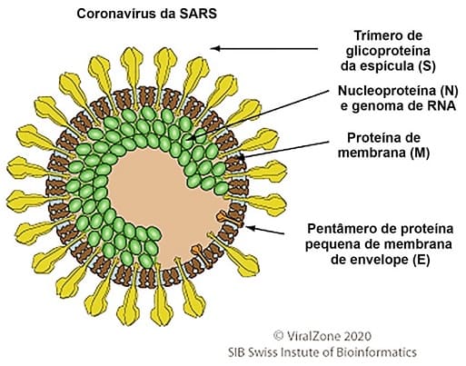 origem coronavirus