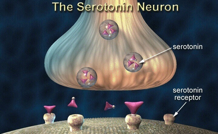 serotonina inflamacao