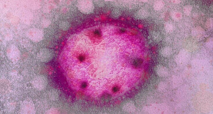 teste genetico arenavirus
