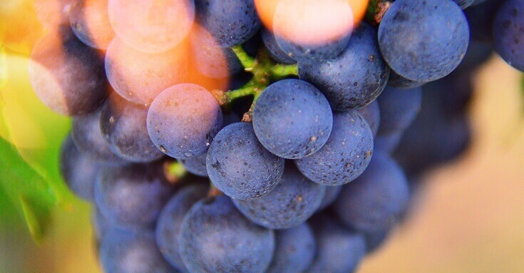 uva resveratrol