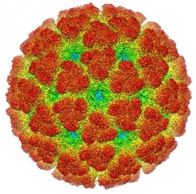 virus chikungunya