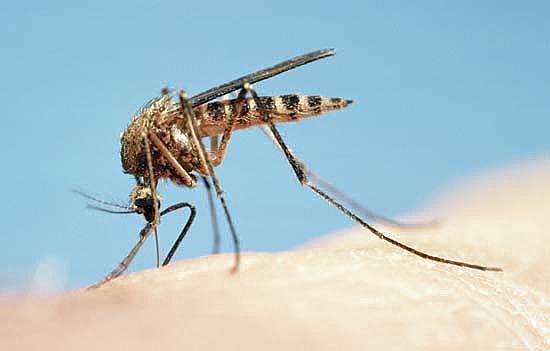 virus-dengue-inverno